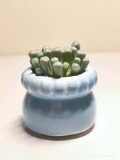 Baby toes succulent for sale  Brea