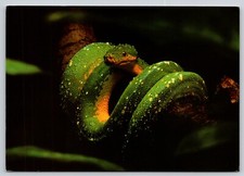 Postcard green tree for sale  Wynantskill