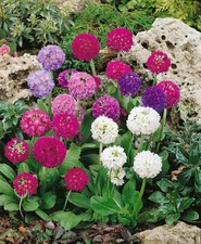 Primula denticulata mixed for sale Primula denticulata mixed for sale  BELLSHILL
