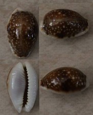 Cypraea naria labrolineata d'occasion  Monts