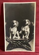beagle adorable puppies for sale beagle adorable puppies for sale Vancouver
