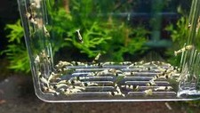 Crystal black shrimps for sale  Charlotte