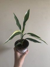 Dracaena sanderiana victory for sale  PLYMOUTH