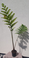 Cyathea cooperi rough for sale Cyathea cooperi rough for sale  CHELMSFORD
