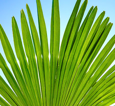 Trachycarpus fortunei palma usato  Napoli