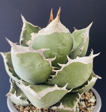 Compact agave titanota d'occasion  Aire-sur-l'Adour