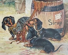 Dogs dachshund dackel d'occasion  Expédié en Belgium