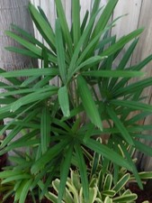 Rhapis excelsa lady for sale  Pompano Beach