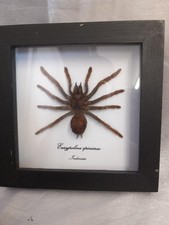 tarantula for sale tarantula for sale BATH