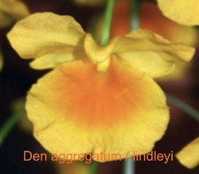 Dendrobium aggregatum bloom for sale  Bogalusa