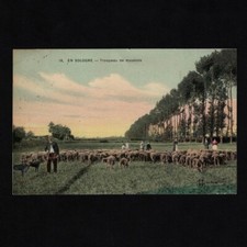 Cpa sologne troupeau d'occasion  Cerisy-la-Salle