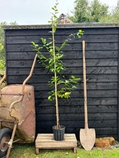 Carpinus betulus lucas for sale  NEWRY