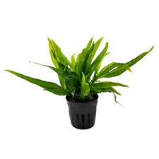 Java fern narrow for sale  Fontana