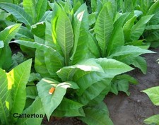 1000 catterton tobacco for sale  Mesa