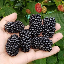 Blackberry 9cm pot for sale  BOSTON
