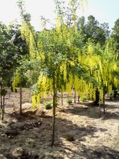 Laburnham tree sapling for sale  KING'S LYNN