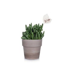 Wild interiors crassula for sale  Miami