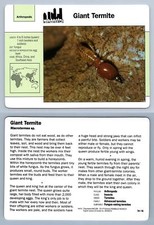 Giant termite 74.16 for sale  SLEAFORD