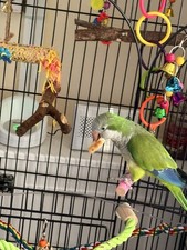 Parrot cage for sale  OLDHAM