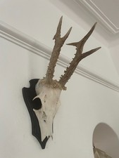 Pointy antlers roe for sale  SOUTHEND-ON-SEA