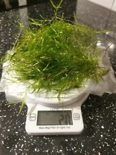 Guppy grass aquarium for sale  ROTHERHAM
