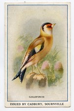 Pretty gardonneret goldfinch d'occasion  Expédié en Belgium