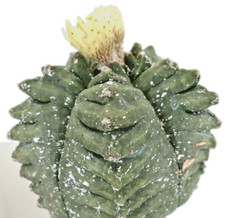 Astrophytum kikko swarovski d'occasion  Expédié en France