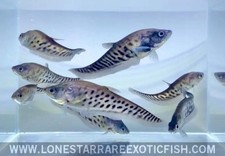 Royal clown knifefish for sale  Livingston