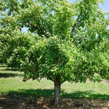 Gal. bruce plum for sale  Denver