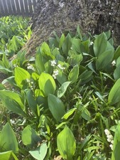 Lily valley bare for sale  Mechanicsville
