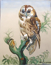 Watercolour painting owl for sale  MIRFIELD