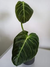 Talea philodendron melanochrys usato  Rimini