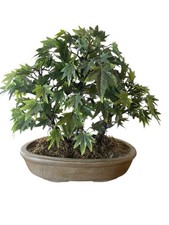 Vtg bonsai tree for sale  Hemet