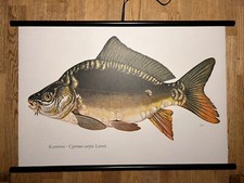 Karpfen fisch fische gebraucht kaufen  Hürth