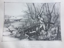 Antique wild duck for sale  TORRINGTON