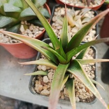 Haworthia sordita hibrid usato  Porto Cesareo