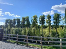 Laurus nobilis bay for sale Laurus nobilis bay for sale  EGHAM