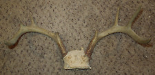 Buck deer skull for sale  Middle River