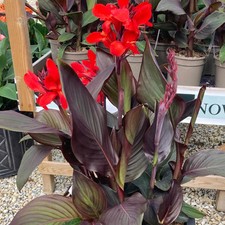 Canna tropical bronze for sale  STOKE-ON-TRENT