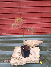 acer dissectum for sale acer dissectum for sale CRANBROOK