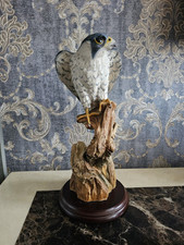 Large peregrine falcon for sale  LEAMINGTON SPA