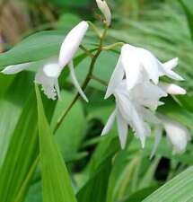 Cina orchidea esterno usato  Spedire a Italy