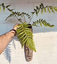 Dicksonia antarctica tasmanisc gebraucht kaufen  Duisburg
