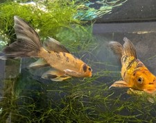 Butterfly koi orange for sale  Cullman
