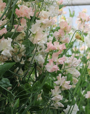 Sweet pea castlewellan for sale  RUISLIP