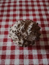 Boule tonnerre marcassite d'occasion  Reims