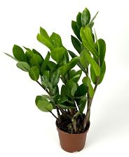Plant low maintenance for sale  Castaic