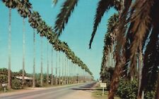 Cartão postal TX Pharr Palm Bordered State Highway 281 publicado 1964 vintage PC L2849 comprar usado  Enviando para Brazil