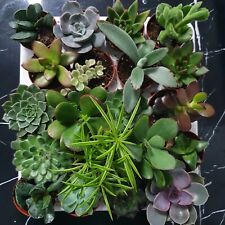 Succulents plants 5.5cm for sale  BALDOCK