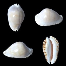 Cypraea zoila marginata usato Cypraea zoila marginata usato  Roma